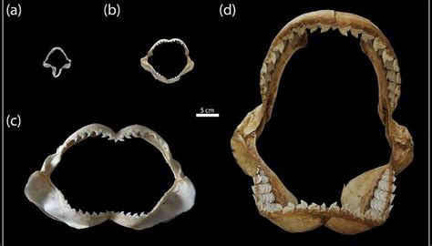 How shark teeth can decipher evolutionary processes