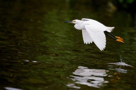 Egret Symbolism & Meaning (+Totem, Spirit & Omens) | World Birds