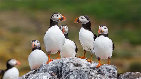 Where to See Puffins in Norway - Life in Norway