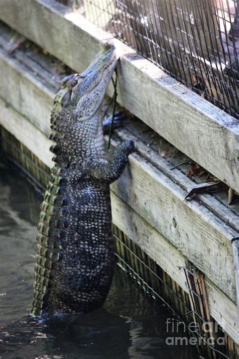 Alligator Climbing Fence Photograph by Paulette Thomas - Pixels