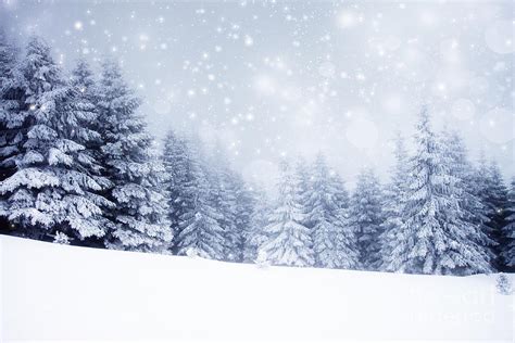 Christmas Background With Snowy Fir Photograph by Melinda Nagy - Pixels