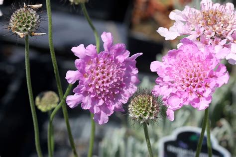 Scabious | Description & Major Species | Britannica