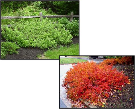 GRO-LOW FRAGRANT SUMAC – Hinsdale Nurseries