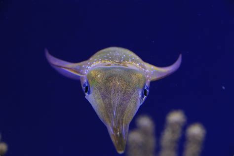 Bigfin Reef Squid (June 2019) - ZooChat