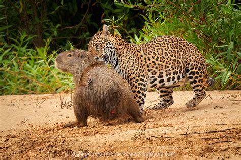 Jaguar vs Capybara by Petr Bambousek / 500px