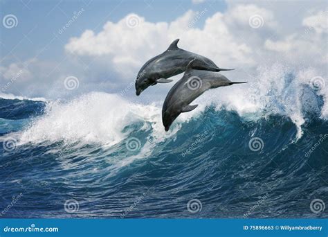 Dolphins, Royalty-Free Stock Image | CartoonDealer.com #111652