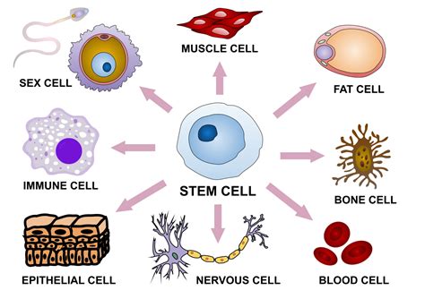 Cord Blood Vs Stem Cells - Umbilical Cord Stem Cells Current Uses ...