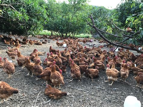 This free-range chicken farm’s 18-year formula to success | F&B Report ...