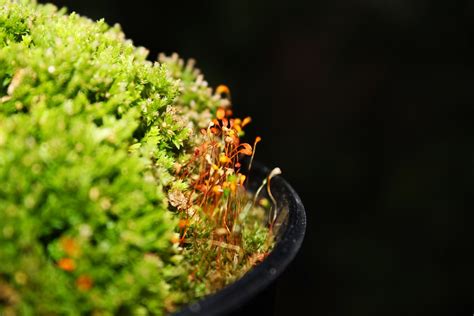 Moss spores on Club Moss | Gremily Mcbutler | Flickr