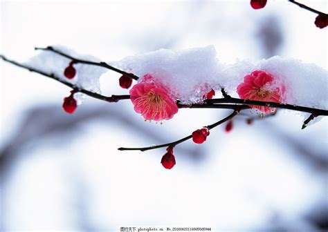 梅花图片_动植物_高清素材_图行天下图库