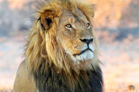 Solid work, humanity: A trophy hunter has killed Cecil the lion's son ...