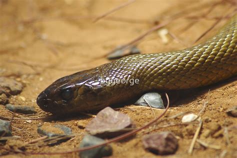 "Fierce Snake" by bygeorge | Redbubble