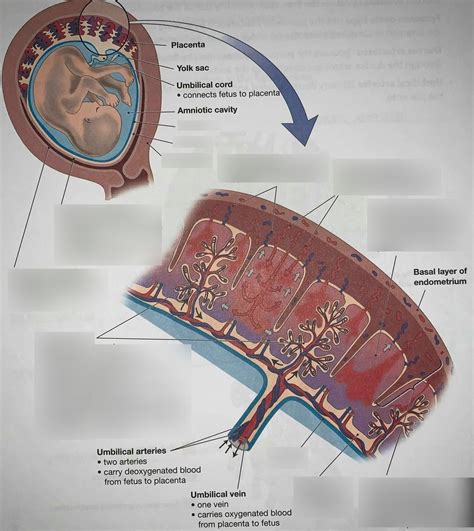 The Placenta Diagram | Quizlet