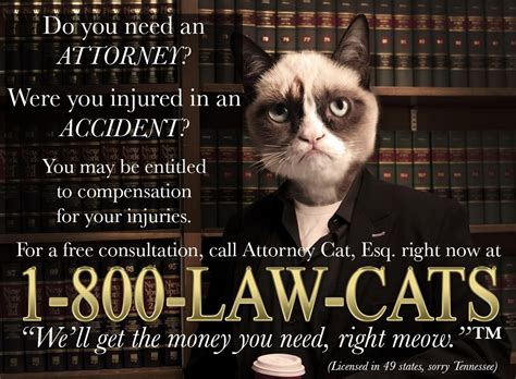 LAW CATS --- It'd be funnier if he said "were you in an accident? GOOD ...