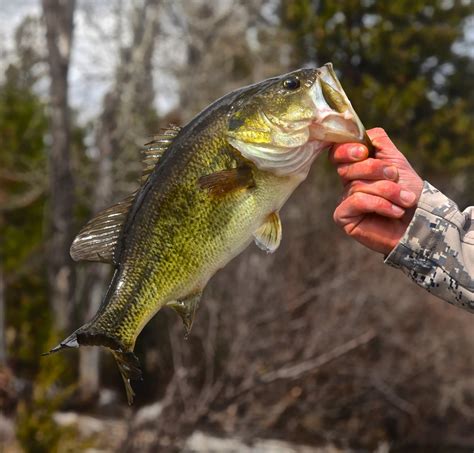 Largemouth Bass | Western Montana Fish Species | The Missoulian Angler ...