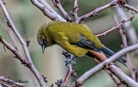 New Zealand Bellbird Korimako | Great Bird Pics