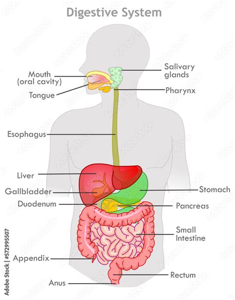 Digestive system anatomy, diagram. Human organs, mouth, salivary glands ...