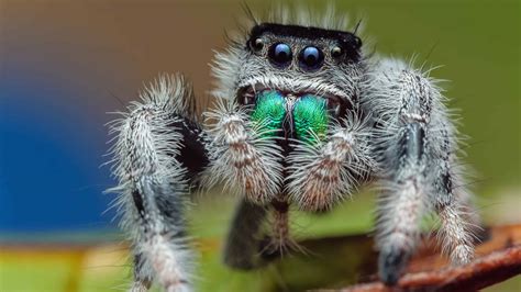 Pictures Of Cute Spiders - Infoupdate.org