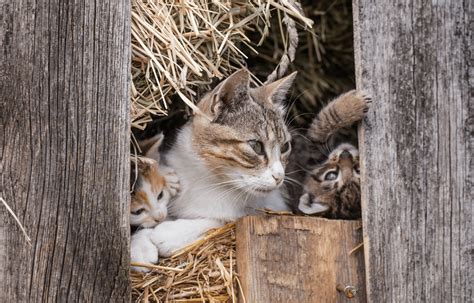 Barn cats need care, too