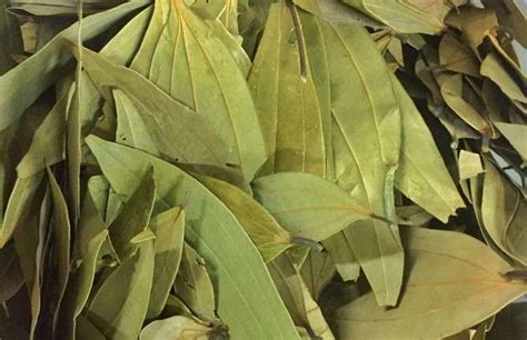 Bay Leaf | 100 gm | - The Kerala Store