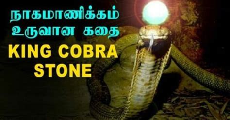 King Cobra Pearl Cobra Stone Nagamani King Cobra Snake Pearl Nagamani ...