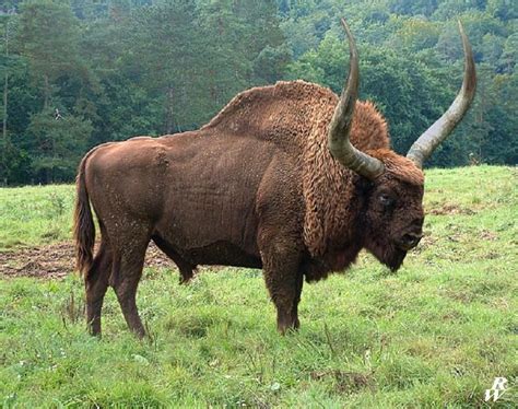 Bison latifrons by Dwarf4r on DeviantArt | Ausgestorbene tiere ...