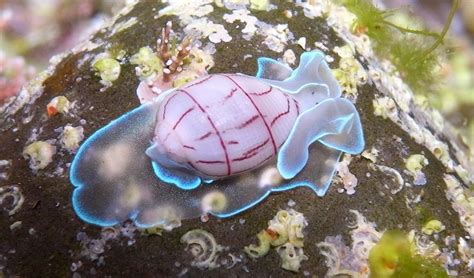 The 8 most peculiar sea creatures - Australian Geographic