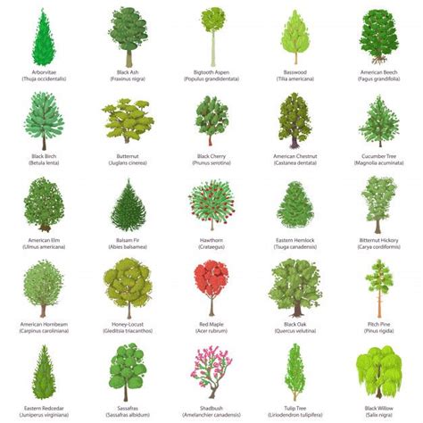 Type D'icônes D'arbres. Illustration Isométrique De 25 Types D'arbres ...