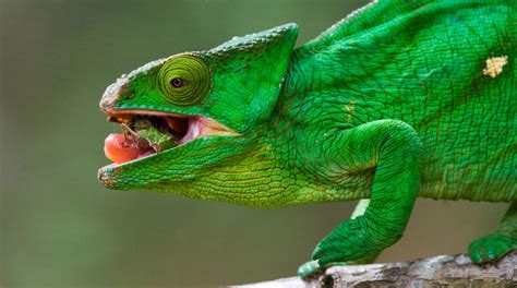 Uncover the Unique World of Chameleon Diet: What to Feed Your Exotic Pet