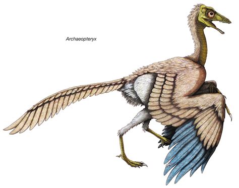 Archaeopteryx - Alchetron, The Free Social Encyclopedia