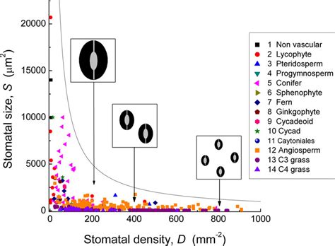 The relationship between stomatal size S and density D across the ...