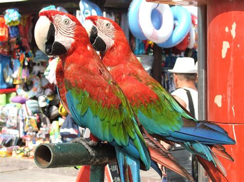 Free Images : bird, green, red, beak, color, lorikeet, macaw, birds ...