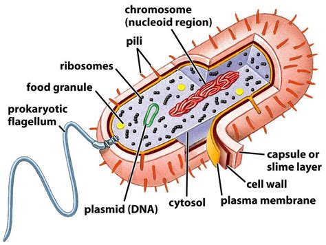 Prokaryotic Cell Diagram Labeled | Printable Diagram | Prokaryotic cell ...