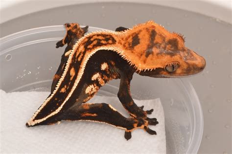 Halloween - Crested Gecko Traits - Morphpedia