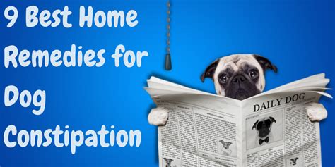 9 Best Home Remedies for Dog Constipation