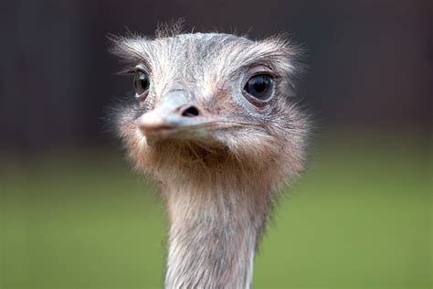 Ostrich Free Stock Photo - Public Domain Pictures