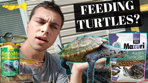 The ULTIMATE Turtle Food Guide | Turtle Basics - Bombofoods