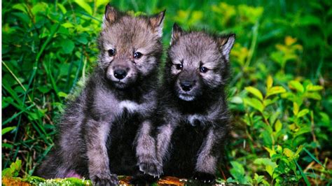 Wolf pups 'adopted' by Idaho high schoolers killed by federal agents ...