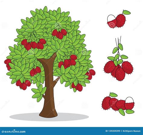 Rambutan On Tree With White Background. Isolated Doodle Hand Drawing ...