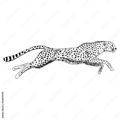 Hand drawn sketch of running cheetah. Vector illustration. Векторный ...