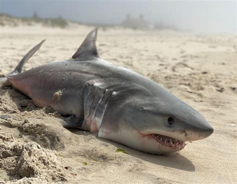 Dead ‘Baby’ Shark Found In Southampton – Dan’s Papers