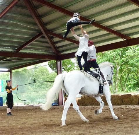 vaulting horses - Google Search | Pferde rassen, Pferde, Rassen