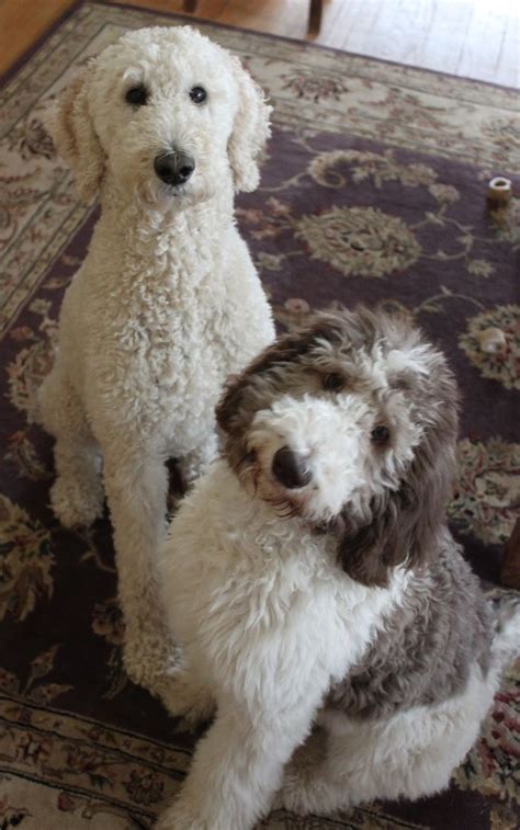 123 best The Parti Poodle images on Pinterest | Poodles, Standard ...