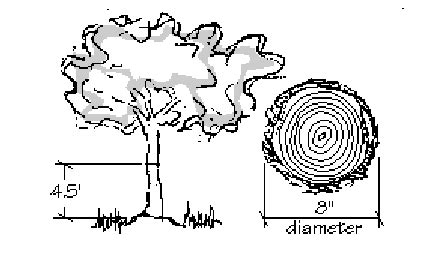 How to measure DBH - Treescape Certified Arborists