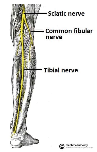 The Common Fibular Nerve - Course - Motor - Sensory - TeachMeAnatomy