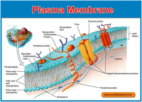 Plasma membrane : Basic structure, composition and Function