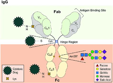 Diagram of IgG antibody structure, highlighting the highly conserved ...