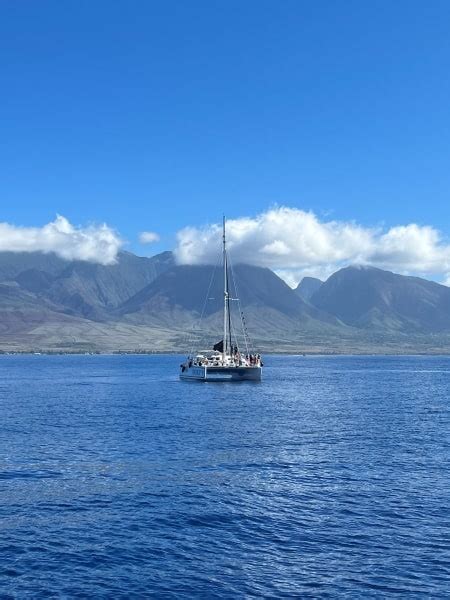 5 Best Maui Whale Watching Tours for 2024 season - Destination Checkoff