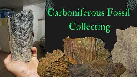 Collecting Carboniferous Fossils (Virginia) - YouTube