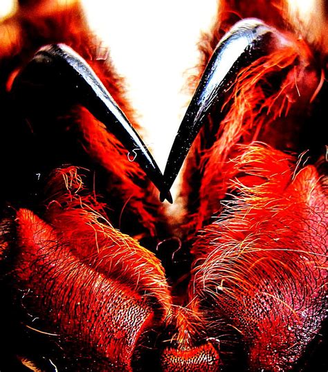 Tarantula Fangs Photograph by John King